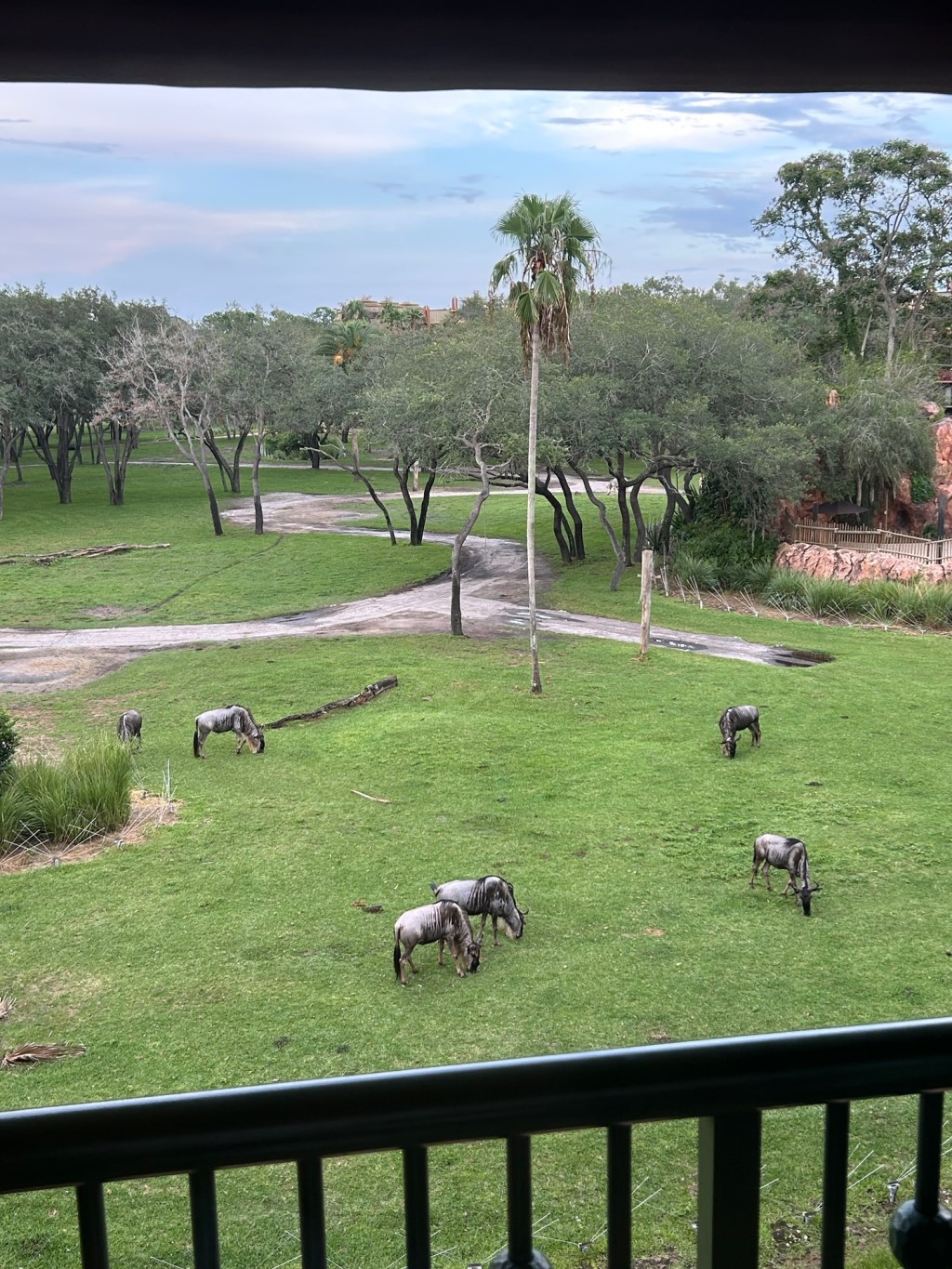 Animal Kingdom Lodge in&nbsp;July